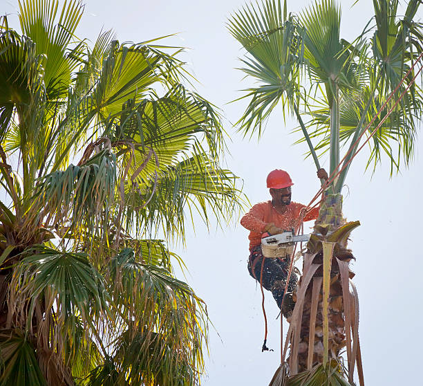 How Our Tree Care Process Works  in  Horace, ND